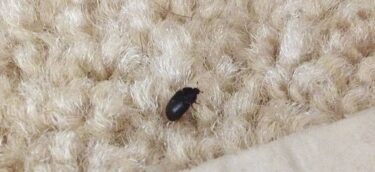 carpet-beetle-1